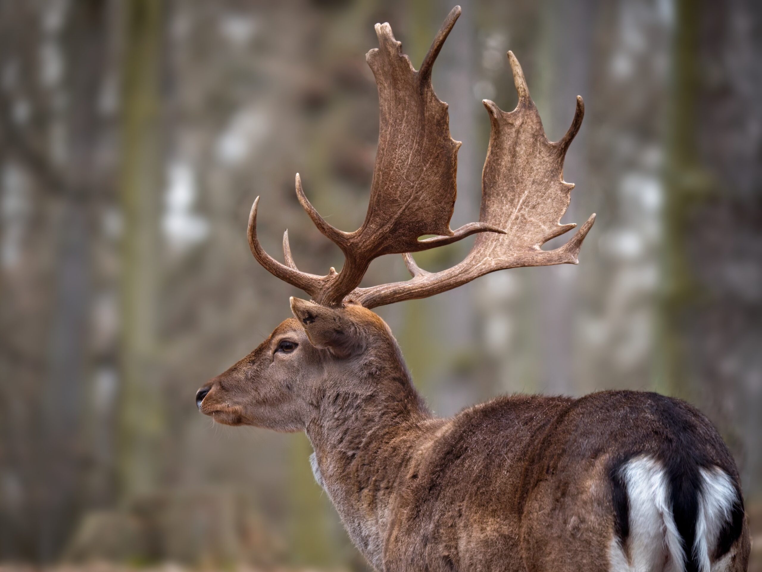 Cerf dans la forêt autour du Lac de Madine