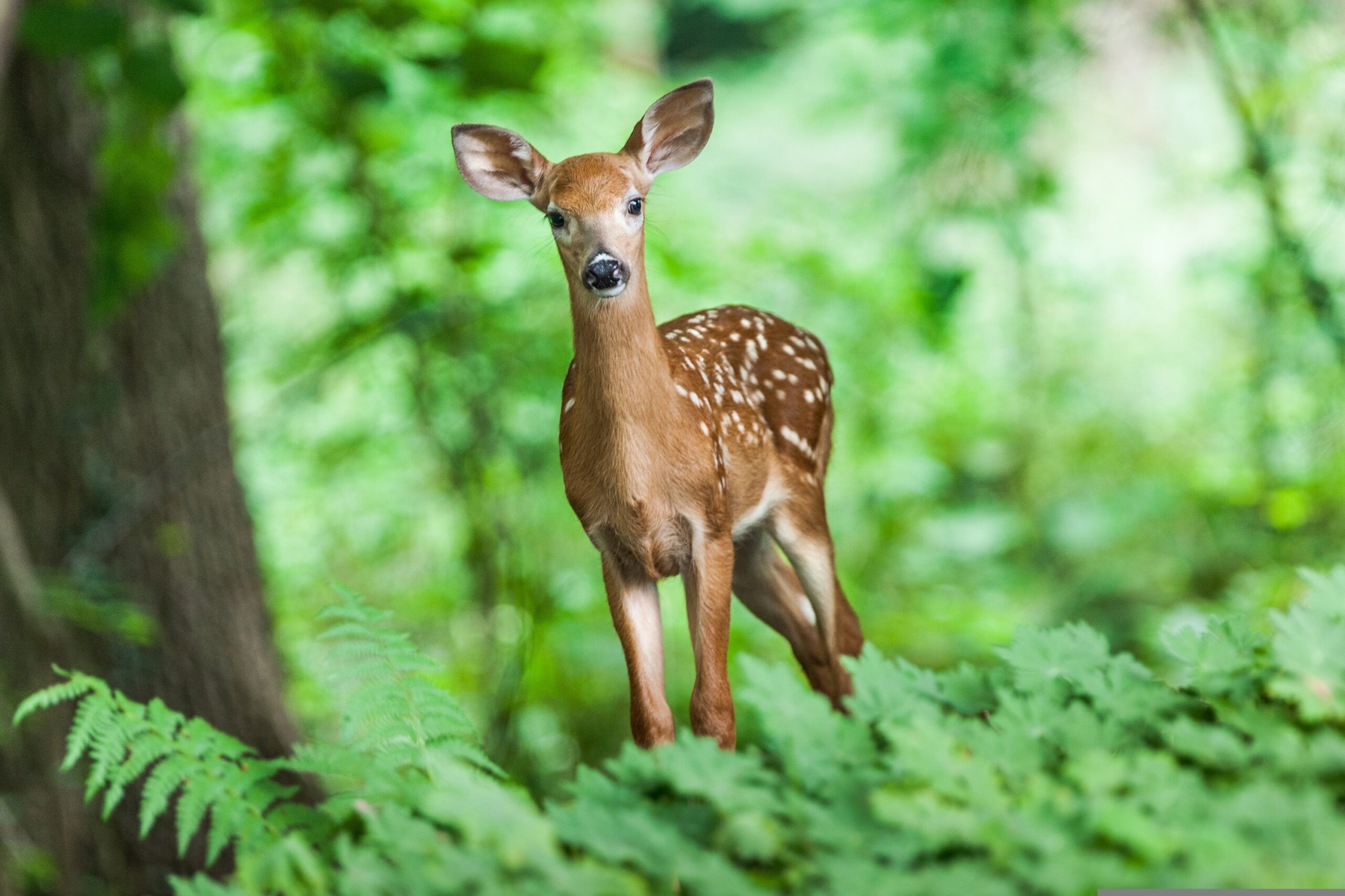 Cerf dans la forêt de Meuse